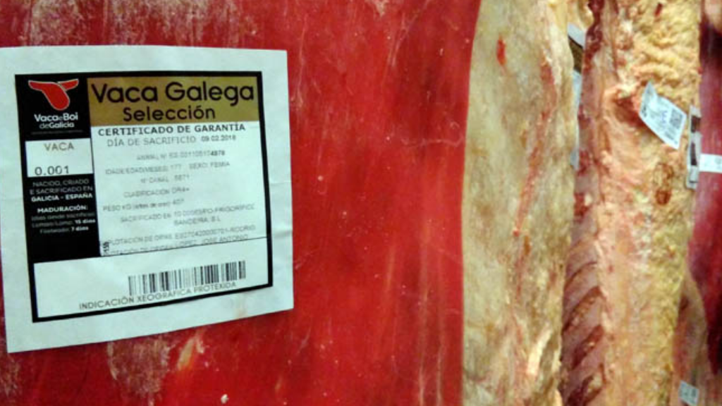 Vaca Gallega/Buey Gallego