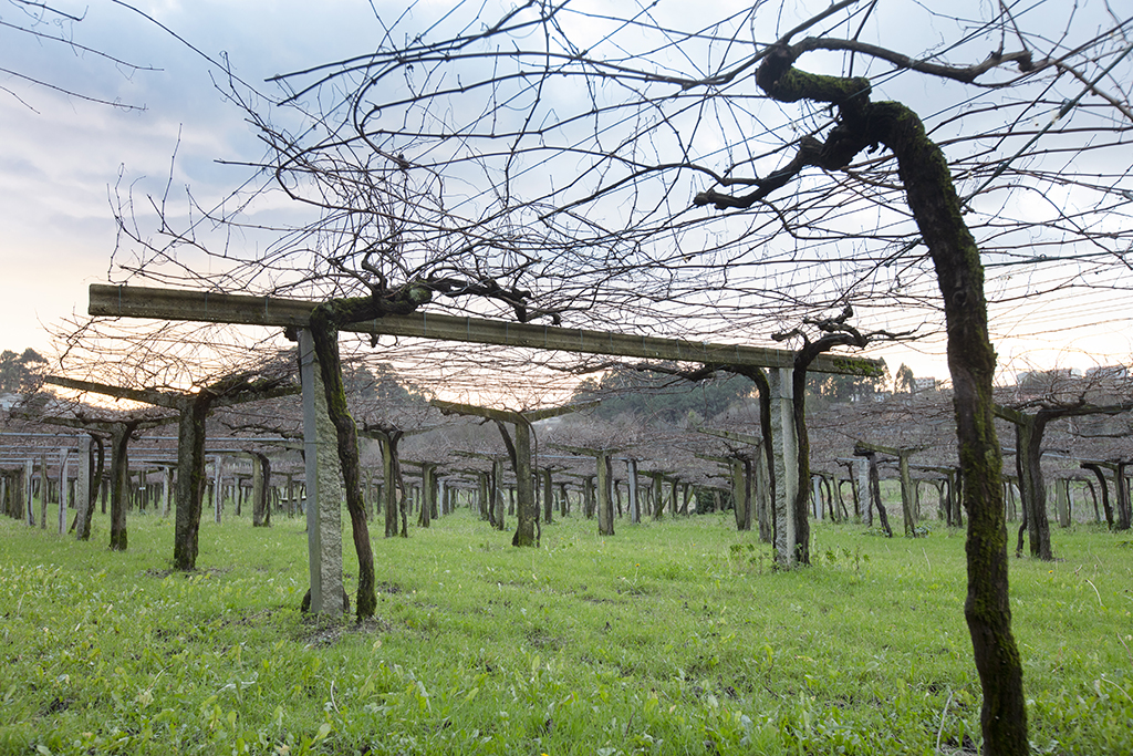 Bodegas Pablo Padín