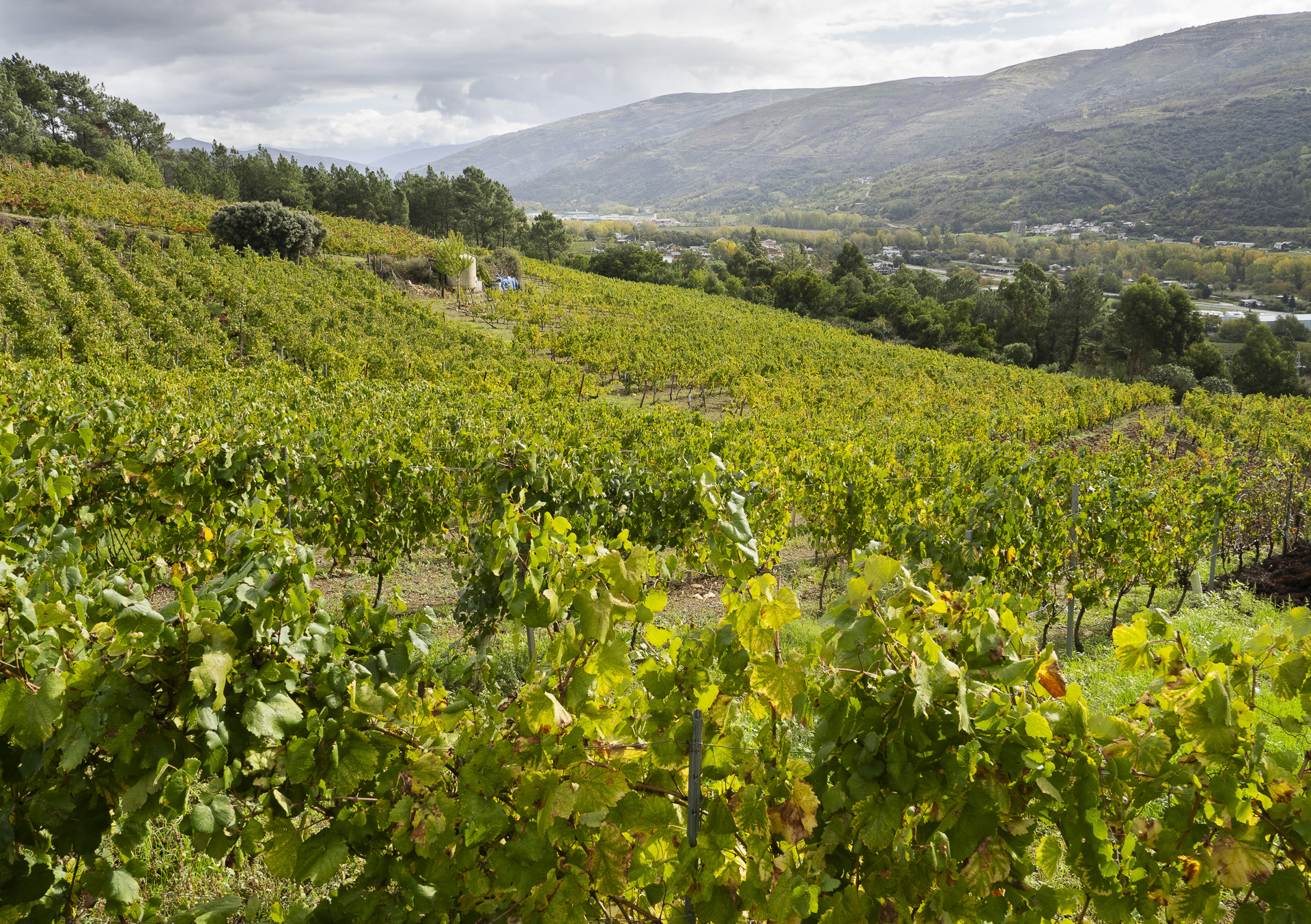 Santa Marta Bodegas