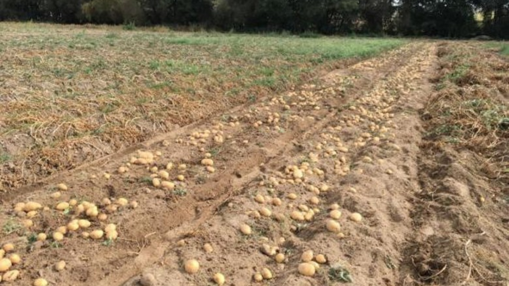 AGROCEBOLA SL. MARIA ANTONIA CALVO CARBALLO