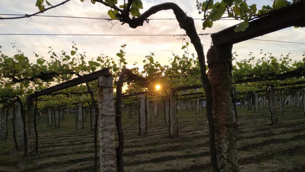 Lagar de Besada, S.L