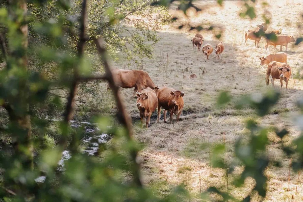vacas